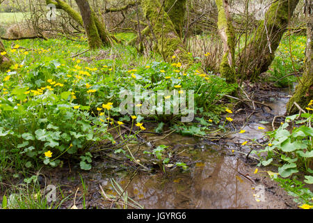 Marsh Marigolds (Caltha palustris) flowering in wet woodland. Powys, Wales. April. Stock Photo