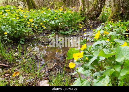 Marsh Marigolds (Caltha palustris) flowering in wet woodland. Powys, Wales. April. Stock Photo