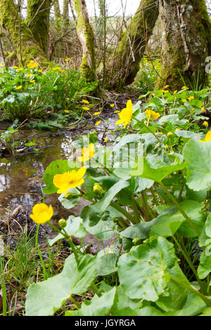 Marsh Marigolds (Caltha palustris) flowering in wet woodland. Powys, Wales. April. Stock Photo