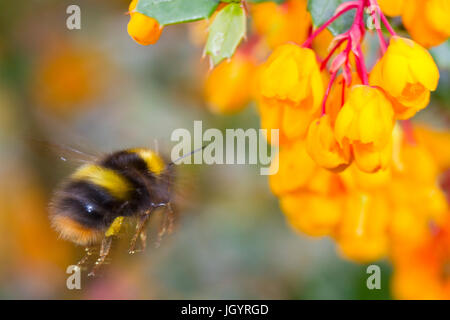 Early bumblebee (Bombus pratorum) adult worker in flight after feeding on Berberis darwinii flowers in a garden. Powys, Wales. April. Stock Photo