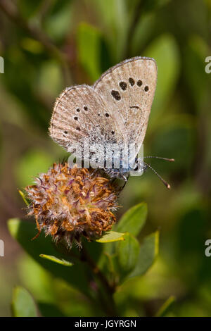 Black-eyed Blue butterfly (Glaucopsyche melanops) adult male. Chaîne des Alpilles, Bouches-du-Rhône, France. April. Stock Photo