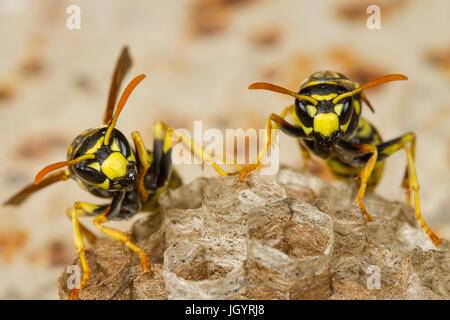 Paper wasps (Polistes sp.) adult females on a nest. Chaîne des Alpilles, Bouches-du-Rhône, France. May. Stock Photo