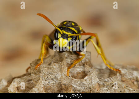 Paper wasp (Polistes sp.) adult female on a nest. Chaîne des Alpilles, Bouches-du-Rhône, France. May. Stock Photo