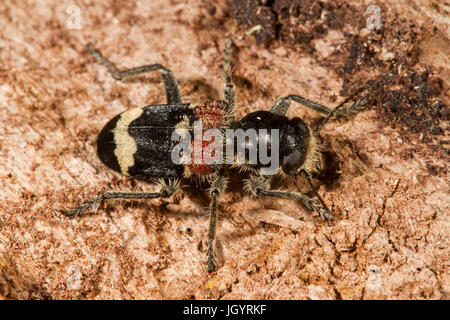 Multi-coloured Oak beetle (Clerus mutillarius) adult on oak bark. On the Causse de Gramat, Lot Region, France. May. Stock Photo