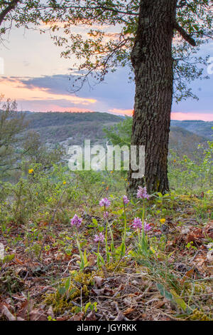 Monkey orchids (Orchis simia) flowering in light woodland at sunset. On the Causse de Gramat, Lot Region, France. May. Stock Photo