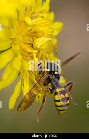 Crab spider (Thomisidae) feeding on a male Nomad bee (Nomada melathoracica). On the Causse de Gramat, Lot Region, France. May. Stock Photo