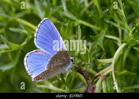 Adonis blue (Polyommatus bellargus) butterfly adult male. On the Causse de Gramat, Lot Region, France. May. Stock Photo