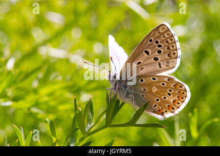 Adonis blue (Polyommatus bellargus) butterfly adult male underside of wings. On the Causse de Gramat, Lot Region, France. May. Stock Photo