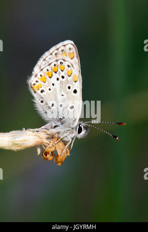 Brown Argus (Aricia agestis) butterfly adult male roosting in the evening. On the Causse de Gramat, Lot Region, France. May. Stock Photo