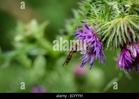 Hoverfly on purple Scottish thistle flower