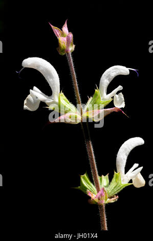 Clary sage herb in bloom Stock Photo