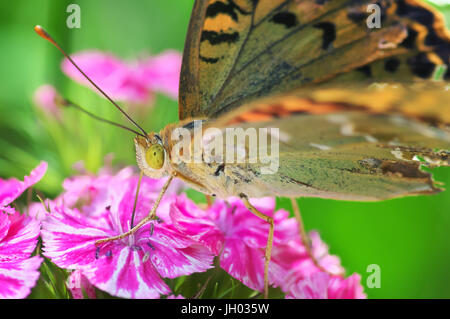 Painted lady butterfly on red flowers. Macro close up of a colourful butterfly (Vanessa cardui) on a purple flower Stock Photo