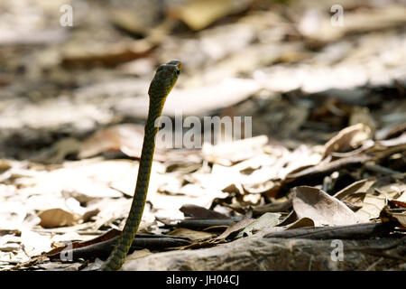 Snake, Animal, Chapada Diamantina, Bahia, Brazil Stock Photo