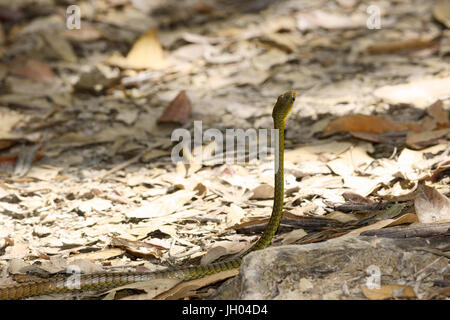 Snake, Animal, Chapada Diamantina, Bahia, Brazil Stock Photo