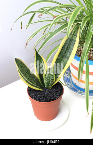 Chlorophytum comosum variegatum or also known as Spider plant and Sansevieria trifasciata or known as mother-in-law's tongue growing in a pot Stock Photo