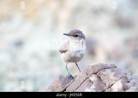 Rock Wren, (Salpinctes obsoletus), Ojito Wilderness, Sandoval co., New Mexico, USA. Stock Photo