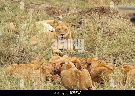 Lion with feeding cubs Stock Photo