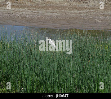 Egret, Alameda Creek Regional Trail, Union City, CA USA Stock Photo