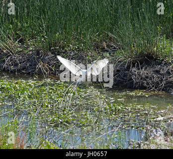 Egret, Alameda Creek Regional Trail, Union City, CA USA Stock Photo