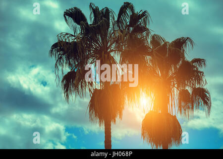 Silhouette of tropic palm trees against the sunset sky.  Two palm trees. Tropic evening landscape. Stock Photo