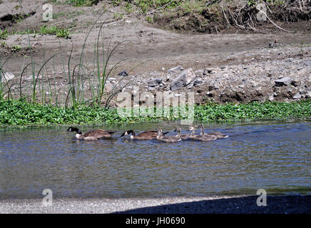 adult Canada Geese lead their goslings up Alameda Creek, Union City, California, US Stock Photo