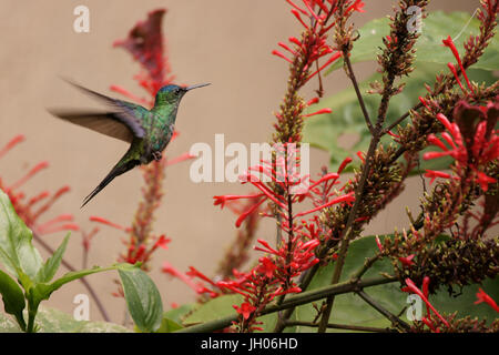 Hummingbird, North Coast, Camburi, São Paulo, Brazil Stock Photo