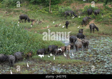 Indian Buffaloes Stock Photo