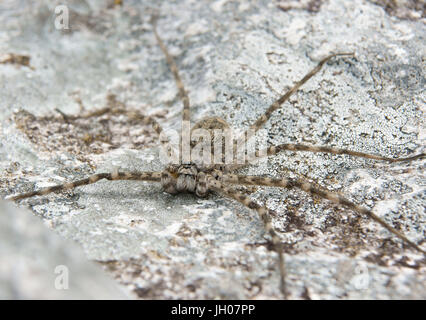 Spider, Nature, Serra do Mar State park, Núcleo Santa Virgínia, São Paulo, Brazil Stock Photo