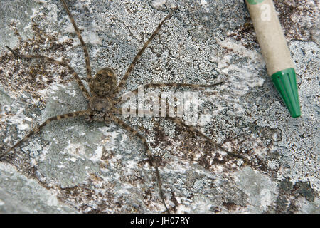 Spider, Nature, Serra do Mar State park, Núcleo Santa Virgínia, São Paulo, Brazil Stock Photo