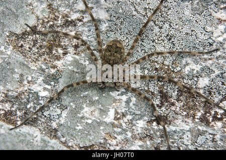 Spider, Nature, Serra do Mar State park, Núcleo Santa Virgínia, São Paulo, Brazil Stock Photo