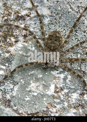 Spider, Nature, Serra do Mar State park, Núcleo Santa Virgínia, São Paulo, Brazil Stock Photo