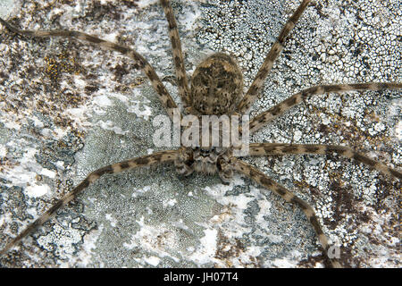 Spider, Nature, Serra do Mar State park, Núcleo Santa Virgínia, São Paulo, Brazil Stock Photo