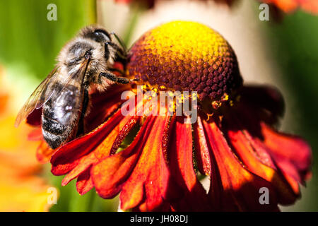 Honey bee on flower close up Helenium 'Flammenrad', European Apis mellifera pollination Helens flower, collecting nectar feeding