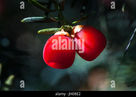 Taxus baccata red berries European yew fruit berries close up Common Yew two cones on branch Stock Photo