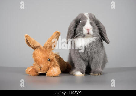 Mini lop pet rabbit and his bunny rabbit friend. The real rabbit is male & 12 weeks old, UK. Stock Photo