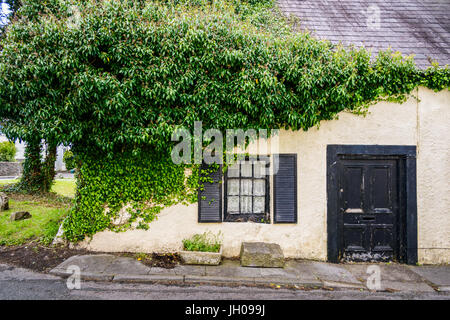Ivy growing across cottage in Kidwelly (Cydweli), Carmarthenshire. Wales. Stock Photo