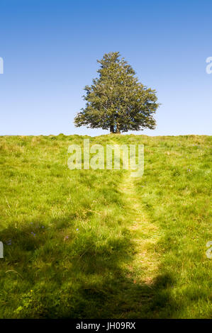 A lonely tree on top of a hill under a blue sky with a path in the green grass leading to it. Stock Photo