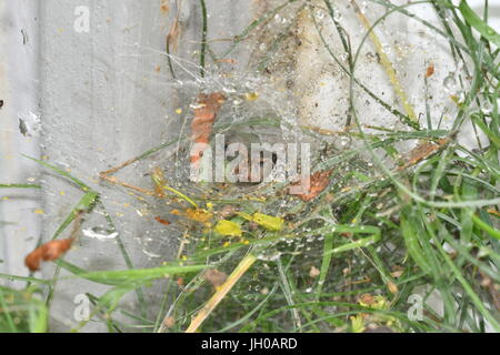 spider spinds his web in the net Stock Photo