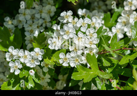 A small part of a flowering bush. Stock Photo