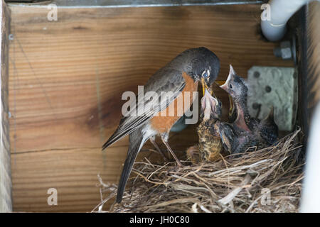 Robin feeding baby birds Stock Photo
