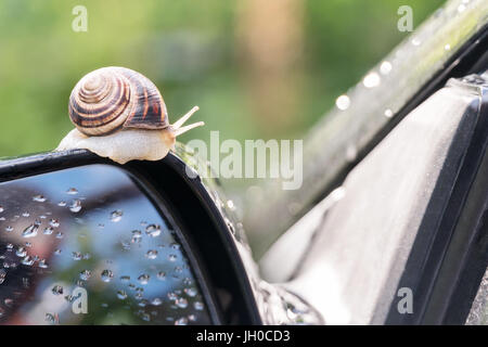 Snail on the car Stock Photo