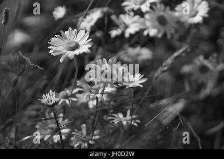 Flowers and grass lit by warm sunlit on a summer meadow, abstract natural backgrounds for your design. Meadow chamomile. Black-and-white picture. Stock Photo