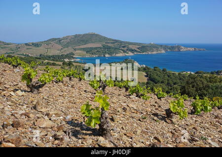 Coastal landscape field of vineyard and the bay of Paulilles, Mediterranean sea, south of France, Pyrenees Orientales, Roussillon, Cote Vermeille
