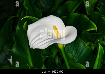 white Anthurium flower with green background Stock Photo