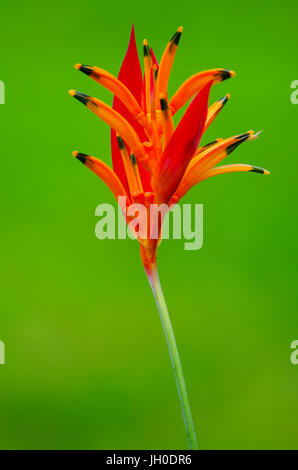 Heliconia psittacorum also called parrots beak on green background Stock Photo