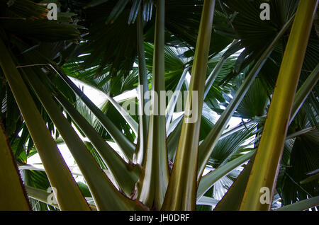 Big palm leaf steams seen from below Stock Photo