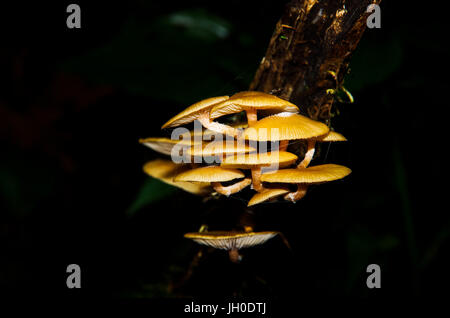 Image of fungi on a tree with dark background in the rain forest Stock Photo