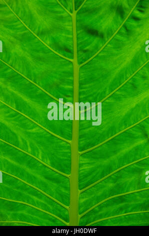 Texture of big green leaf from the rain forest Stock Photo