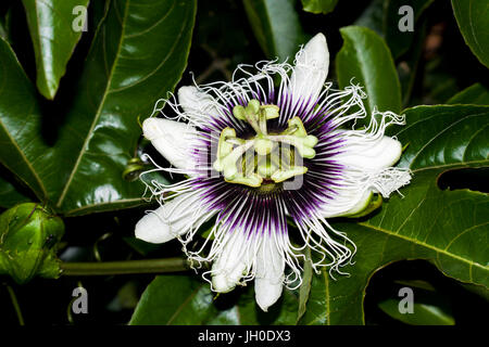 Passiflora, known also as the passion flowers or passion vines Stock Photo