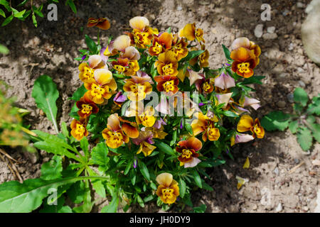 The garden pansy is a type of large-flowered hybrid plant cultivated as a garden flower Stock Photo